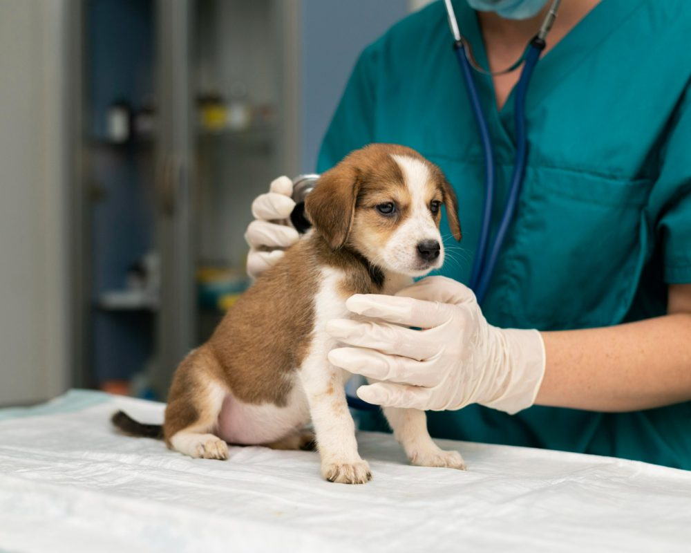 close-up-veterinarian-taking-care-dog close-up-veterinarian-taking-care-dog