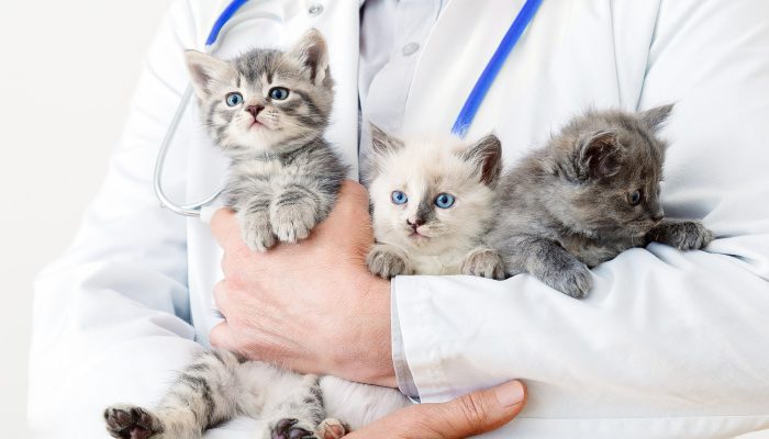 funny-cats-vet-doctor-hands-doctor-veterinarian-examining-kittens-mammal-cats-veterinary-clinic-vet-medicine-pets-cats-kitten-animal-portrait funny-cats-vet-doctor-hands-doctor-veterinarian-examining-kittens-mammal-cats-veterinary-clinic-vet-medicine-pets-cats-kitten-animal-portrait